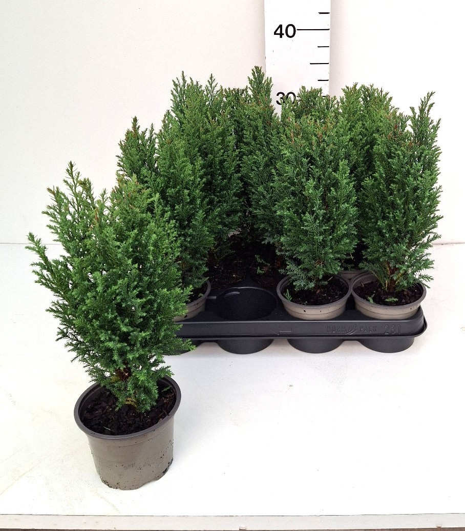 Chamaecyparis lawsoniana 'Ellwoodii'