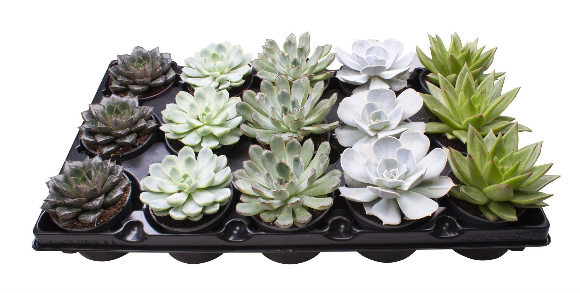 Echeveria Mix