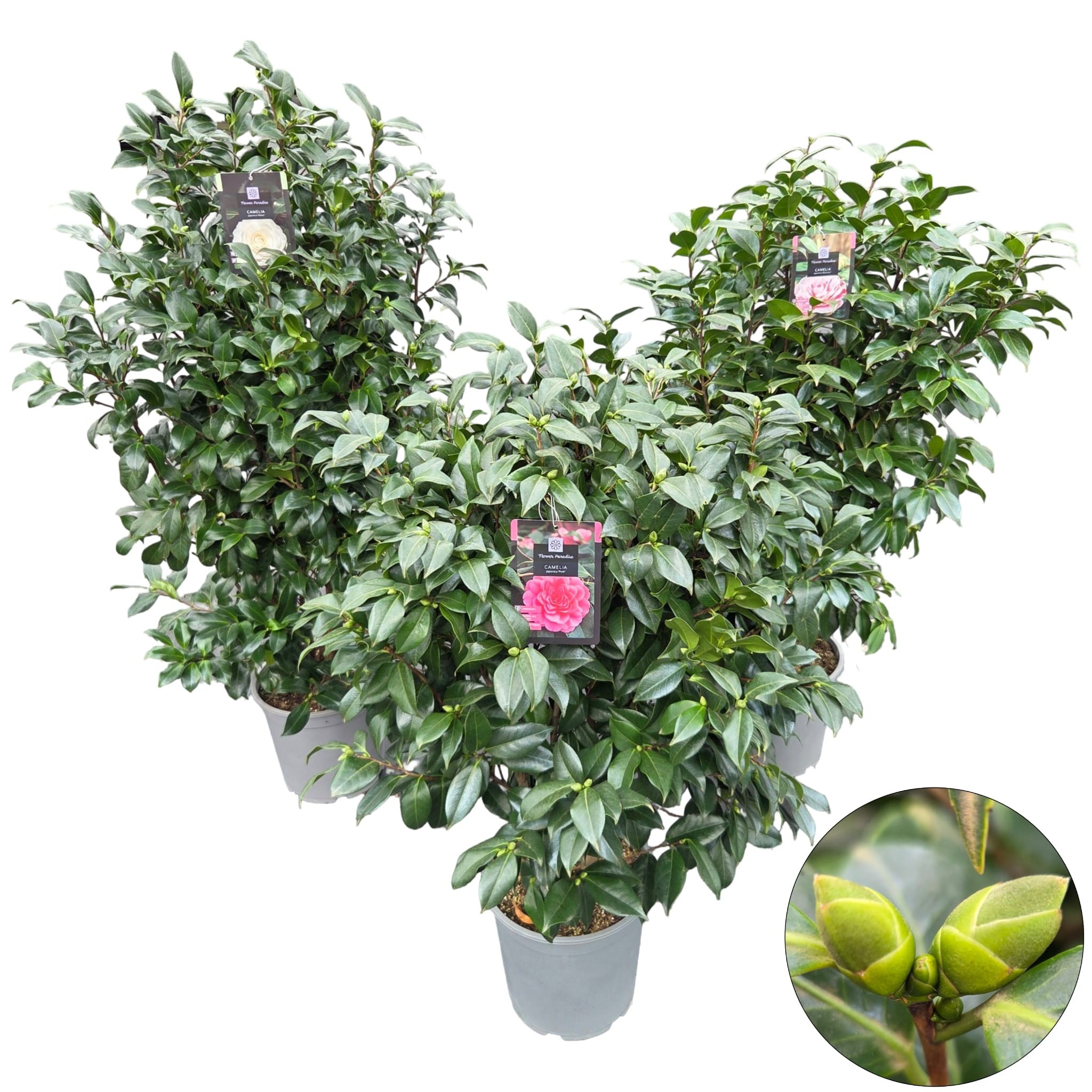 Camellia jap. 'Mix'