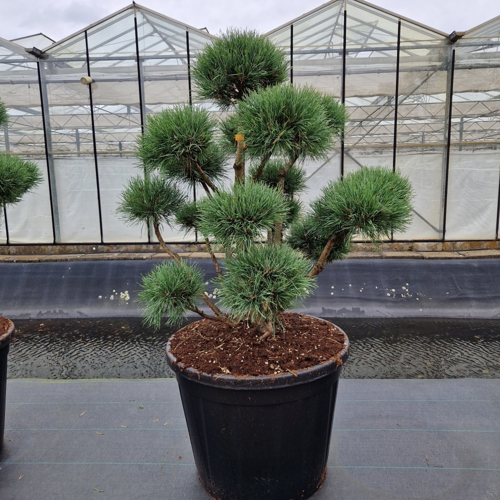 Picture of Pinus sylvestris Watereri C130 BONSAI-110/120 (LOOSE)