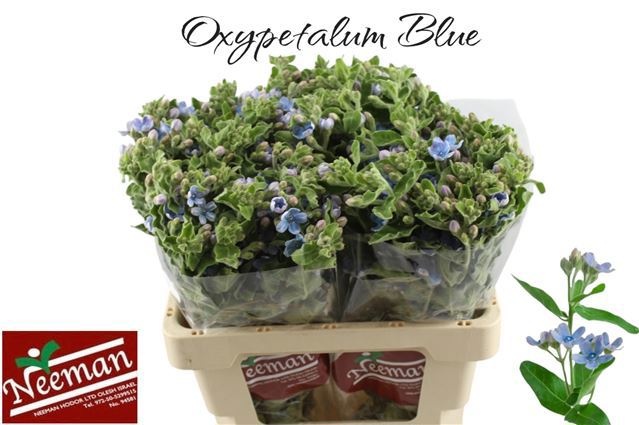Oxypetal Tan Pur Blu