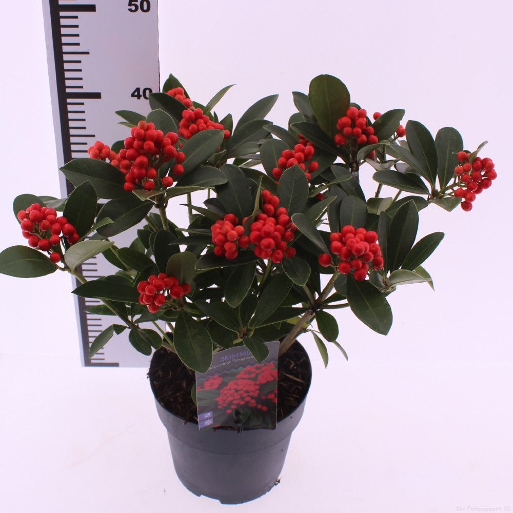 Picture of Skimmia japonica 'Temptation' PBR
