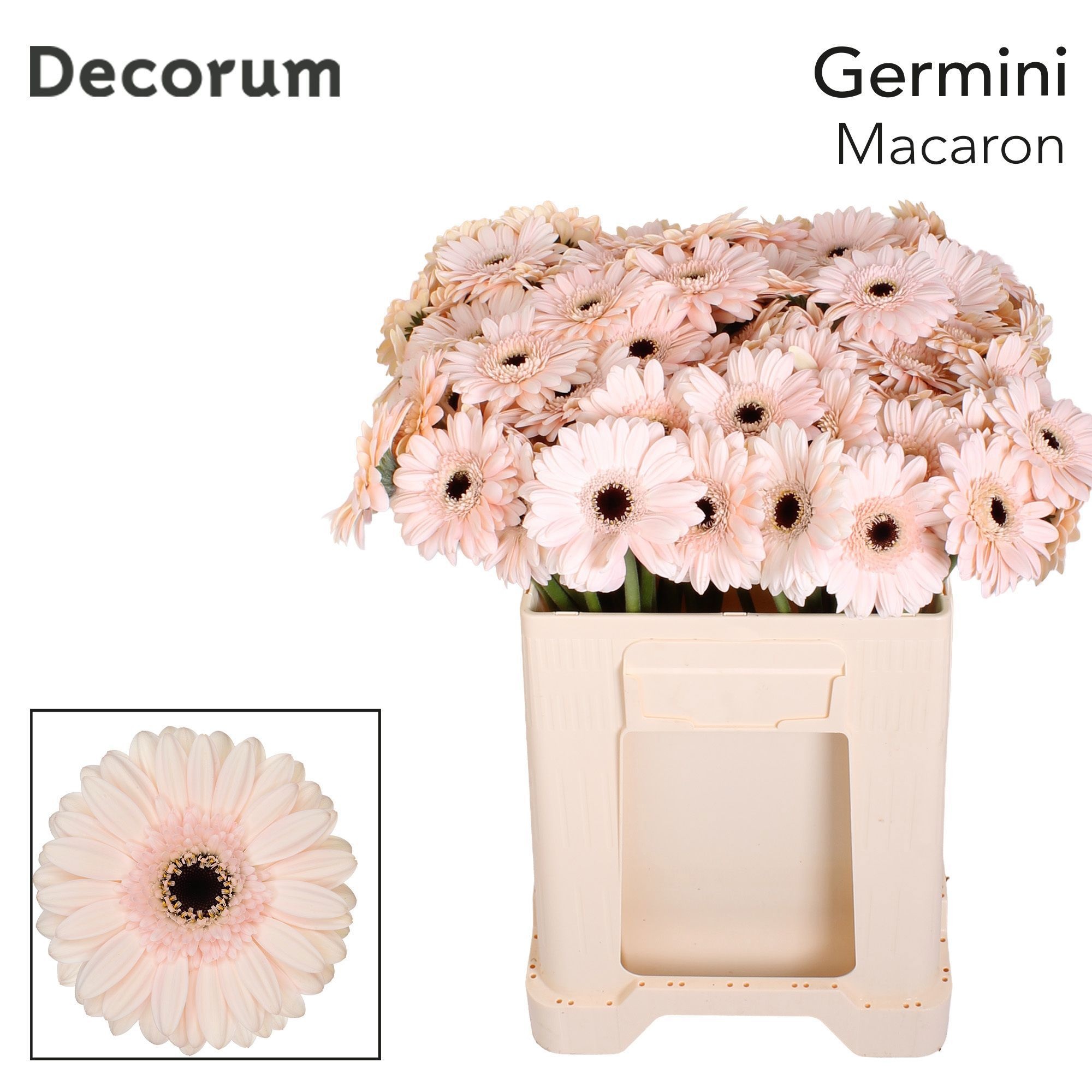 Ge Mi Macaron 50L.cm 23bloei