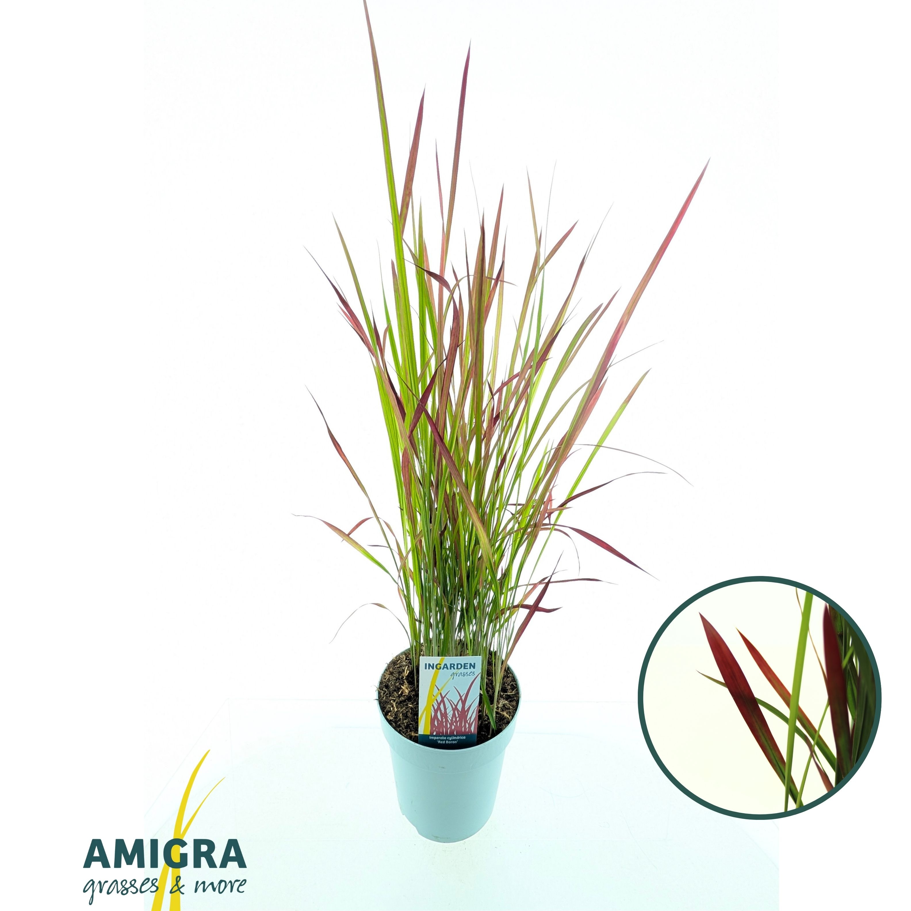 Picture of Imperata cylindrica 'Red Baron'