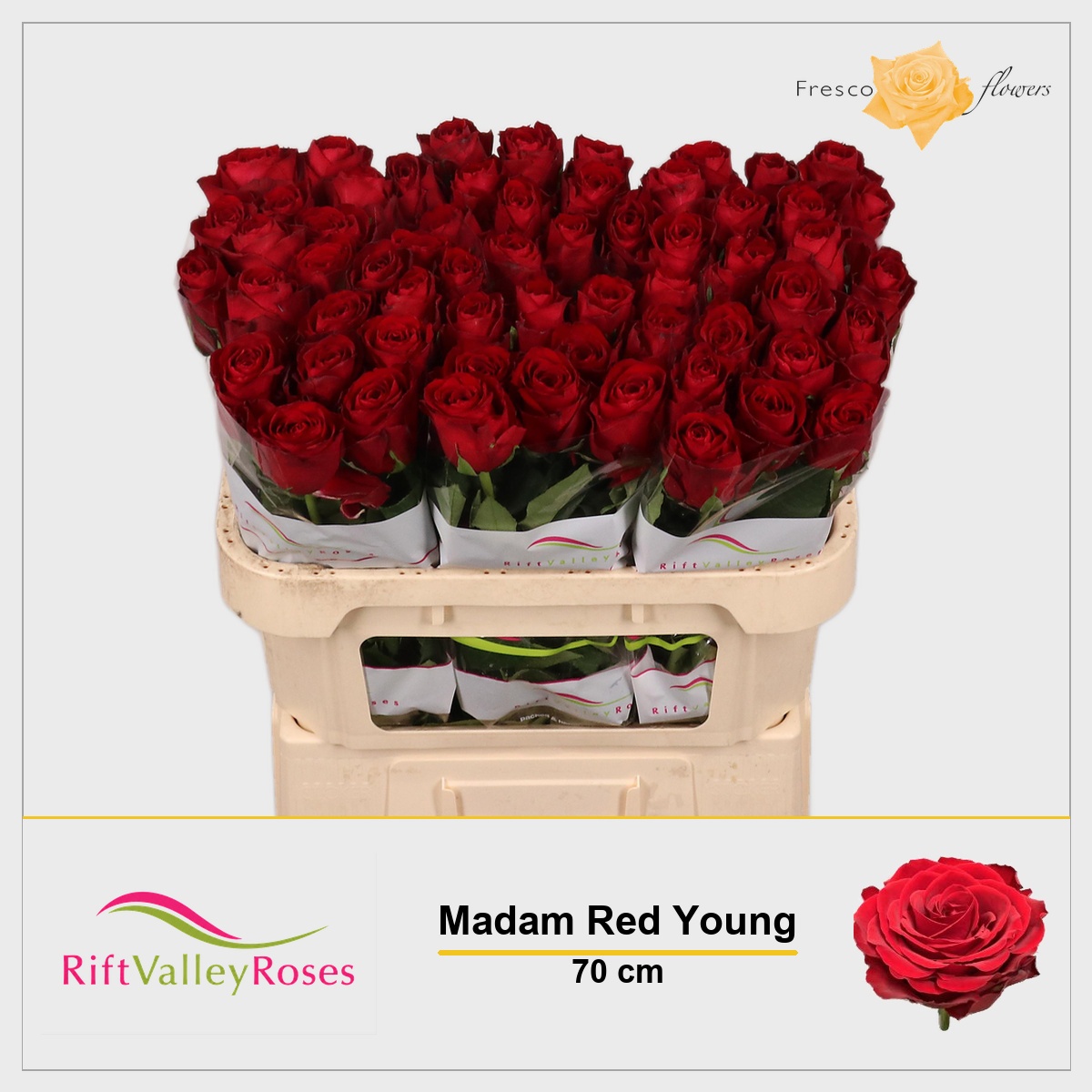 Rosa Madam Red 70cm