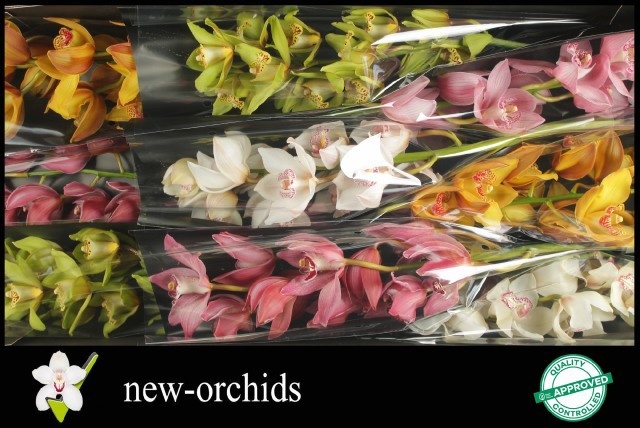 Cymbidium Asst 9bl