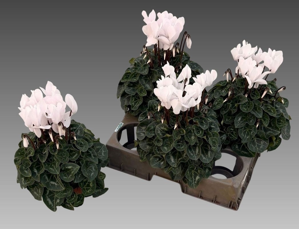 Cyclamen Mix Super Rainier 15Ø 36cm