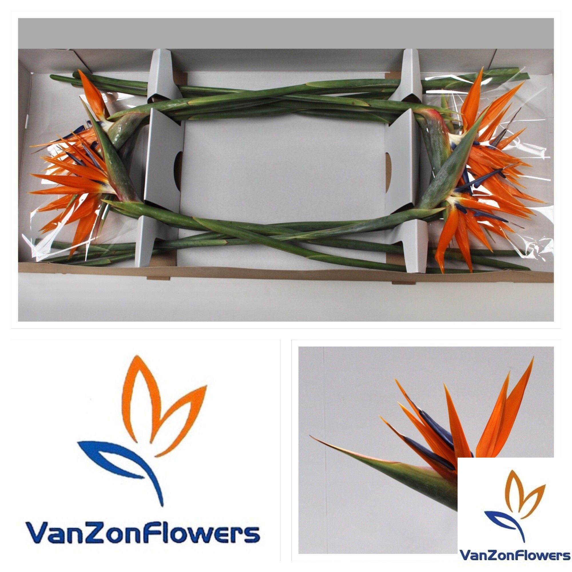 Strelitzia Flower 80cm