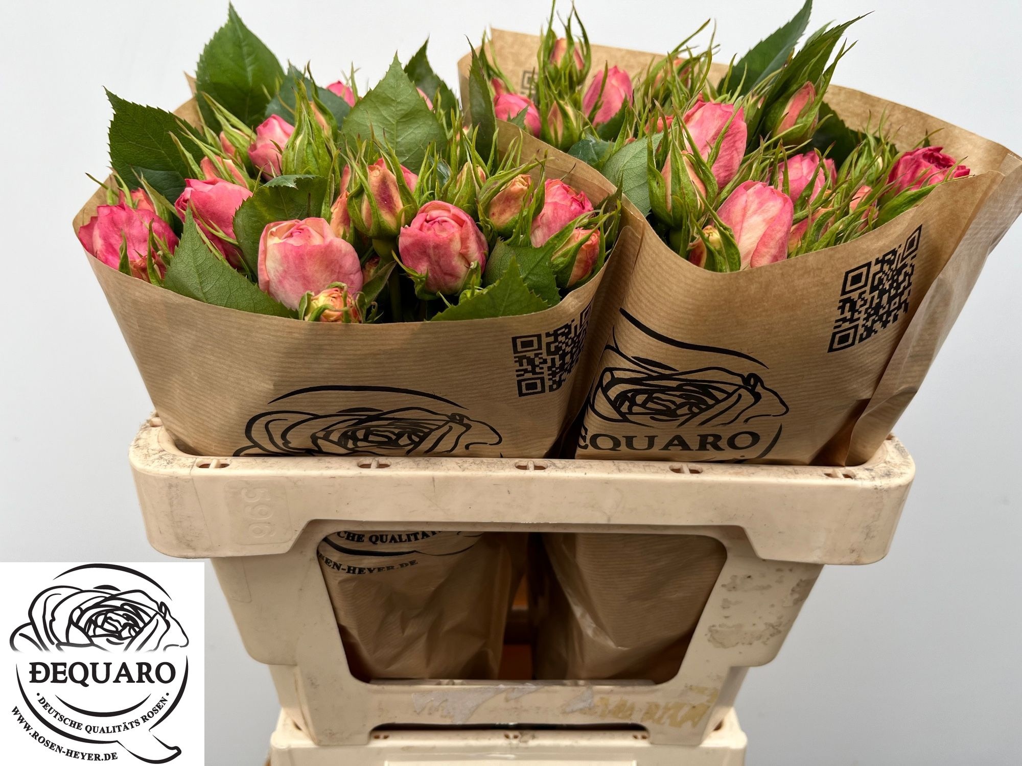 Rosa Spr Lovely Rokoko 50cm