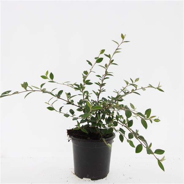 Picture of Cotoneaster lacteus P14