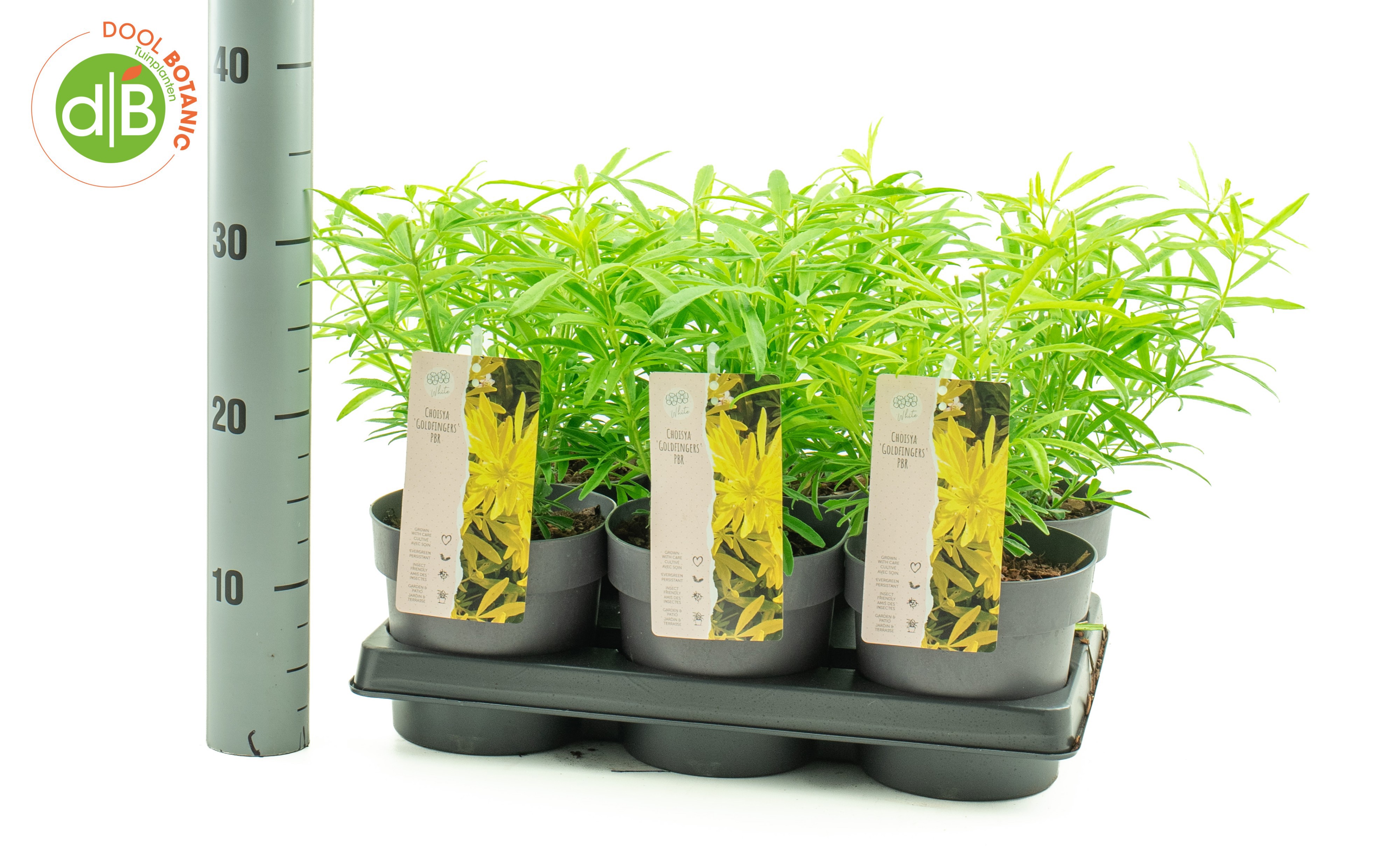 Choisya Goldfingers ('Limo')