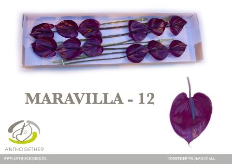 Anth A Maravilla