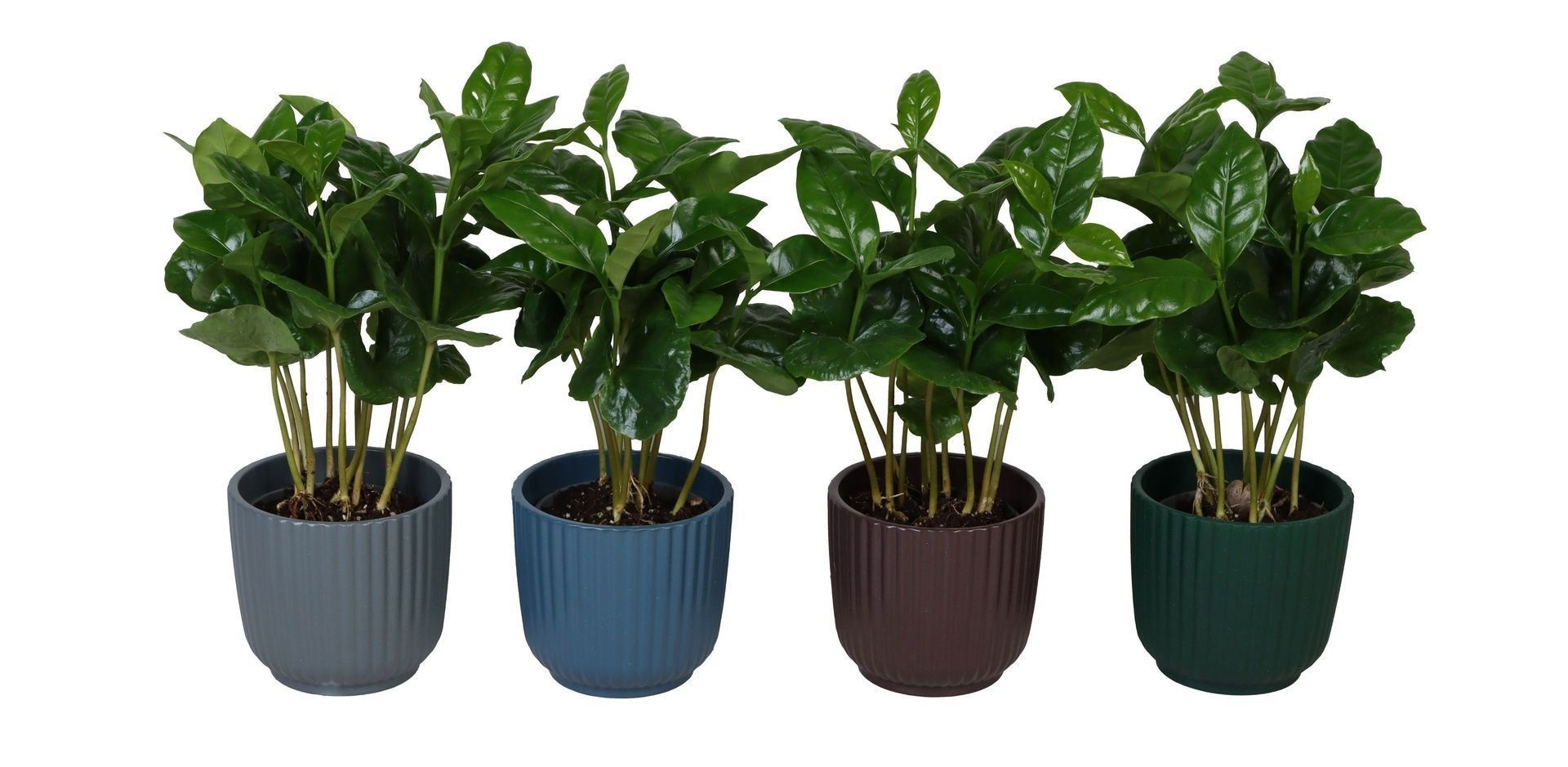 Coffea L 67306 With Coffea Arabica