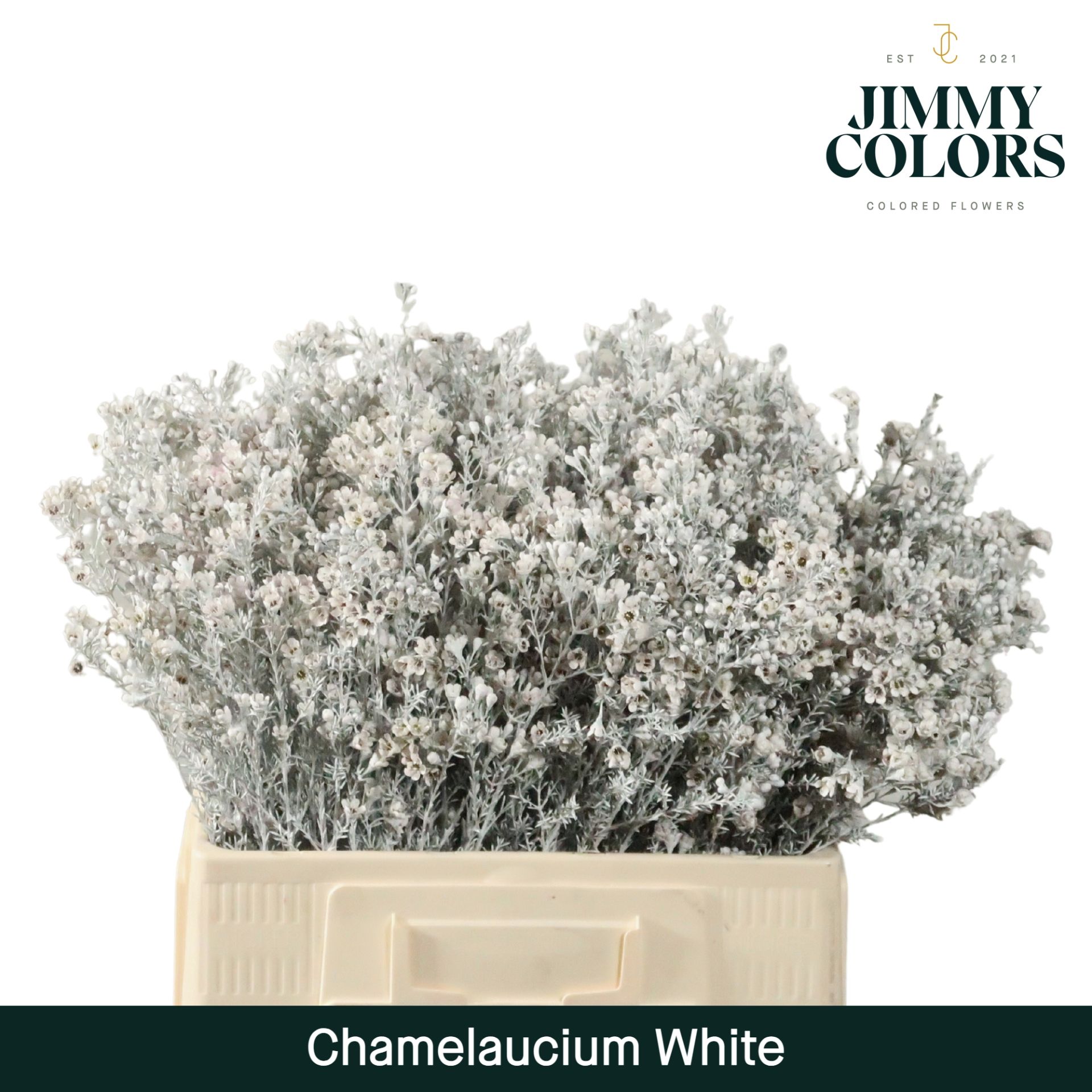 Waxflower L60 White