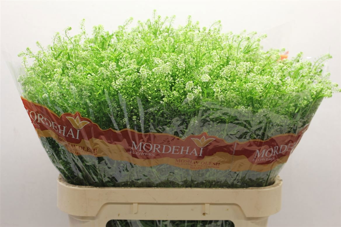Lepidium Green Bell