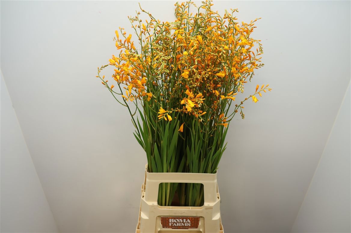 Crocosmia George Davids 80cm