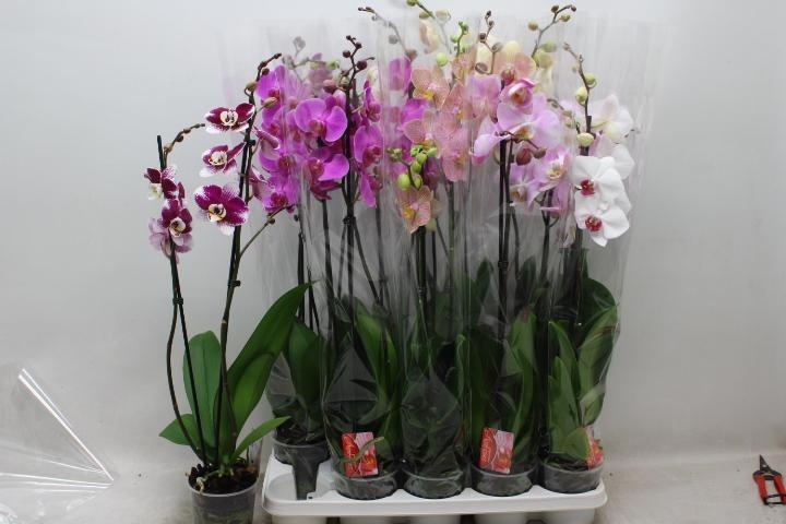 Phal Gem 7 Kl 12Ø 75cm