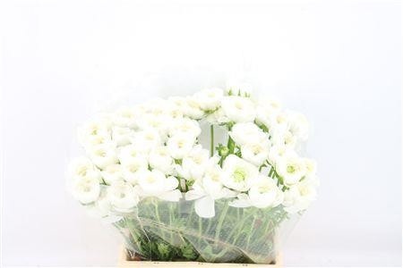 Ranunculus 40cm