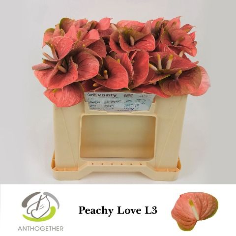 Anth A Peachy Love
