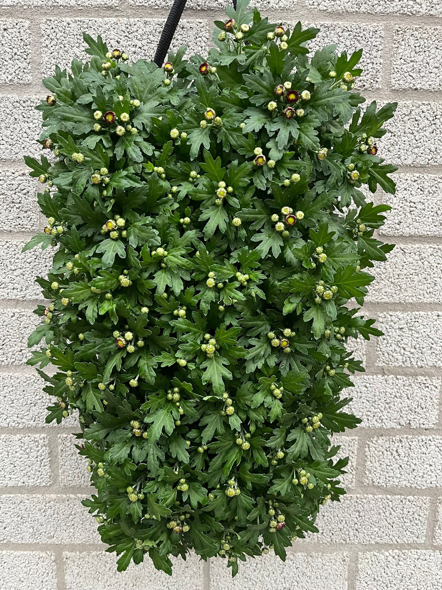 Chrysanthemum wallhanger CHR9710