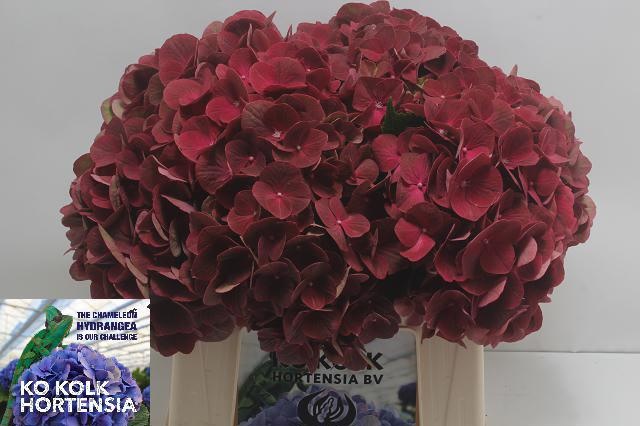 Hydrangea Terracotta 40cm 12Ø