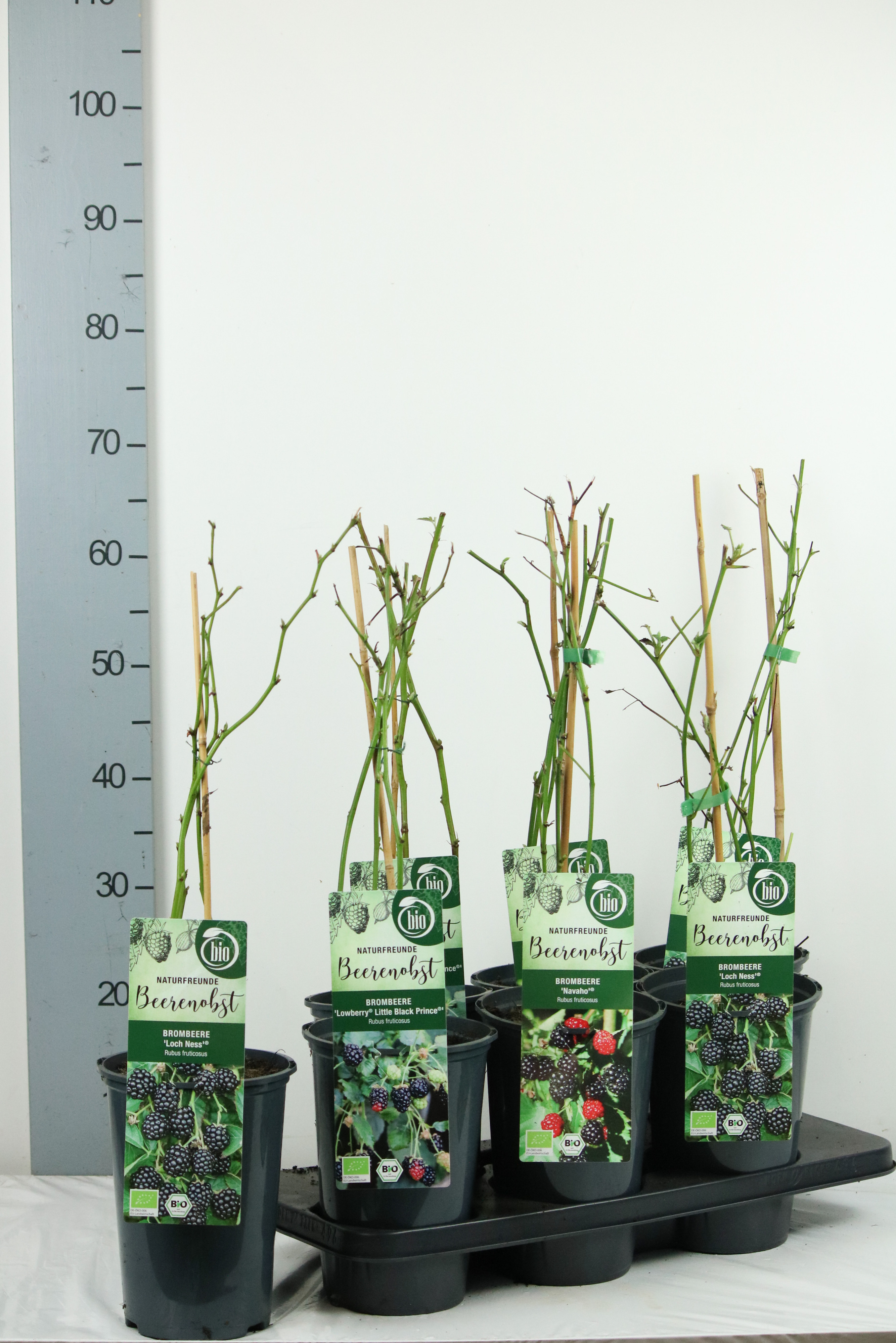 Rubus BIO Rubus fruticosus in licence varieties DE-ÖKO-006