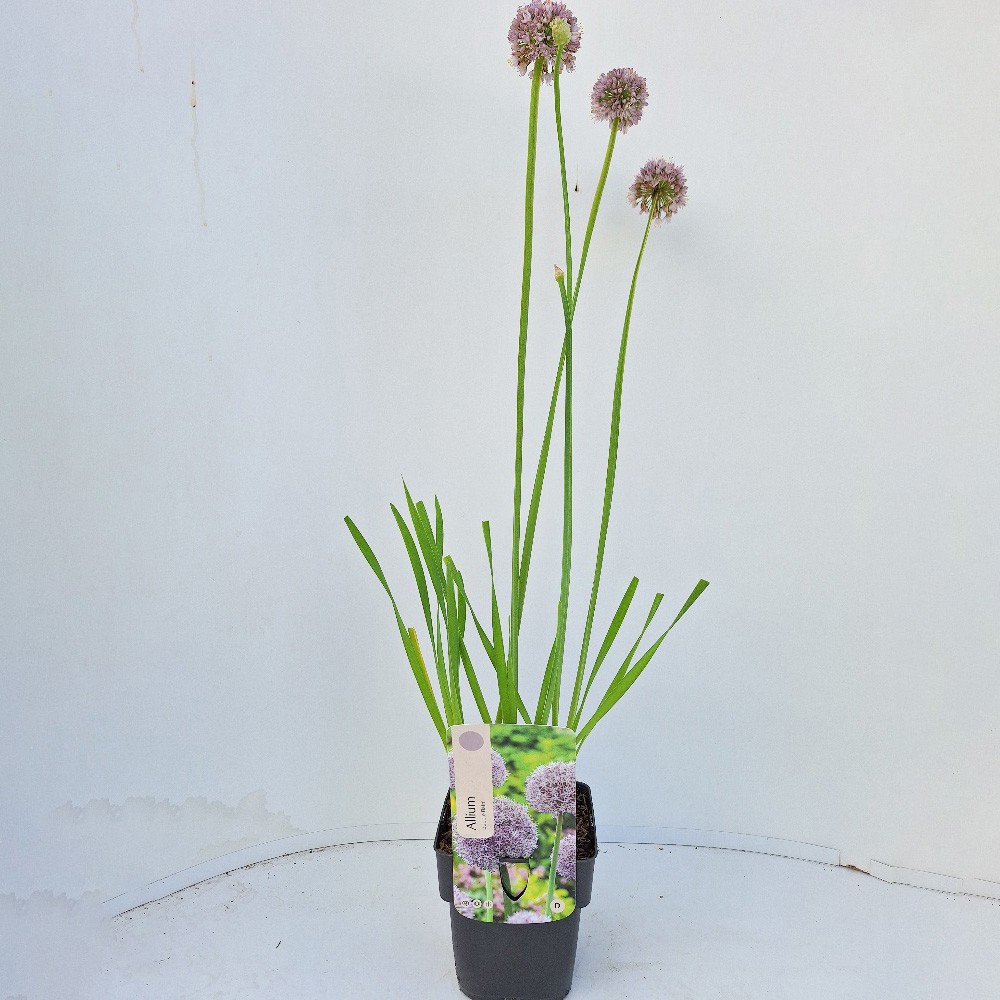 Allium 'Bubble Bath'
