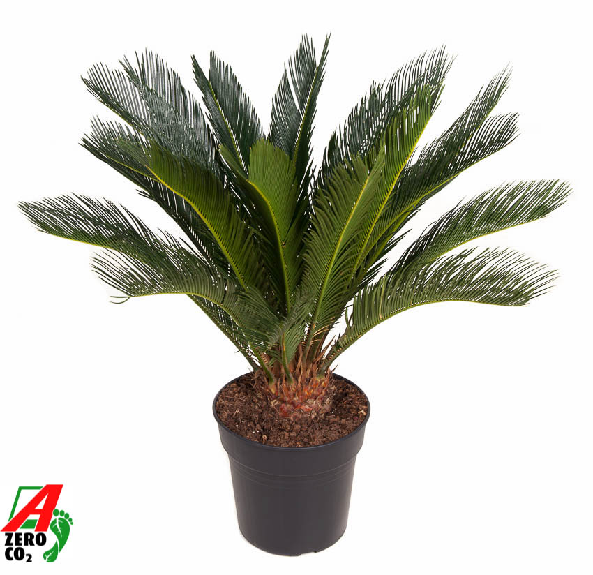 Picture of Cycas revoluta P27 90cm (LOOSE)