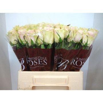 Rosa Frutteto 40cm