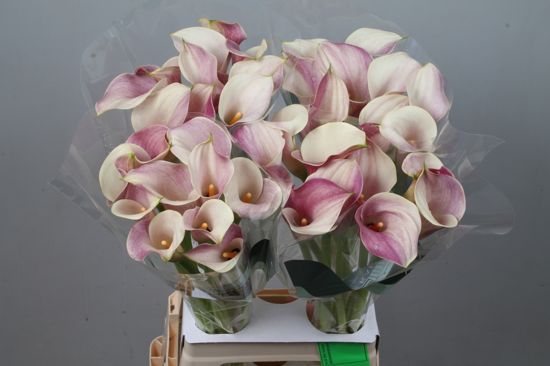 Calla Blushing Lady 70cm