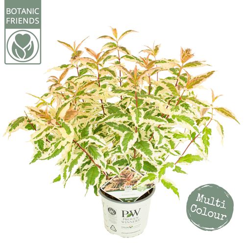 Diervilla Kodiak 'variegated' p19 Son