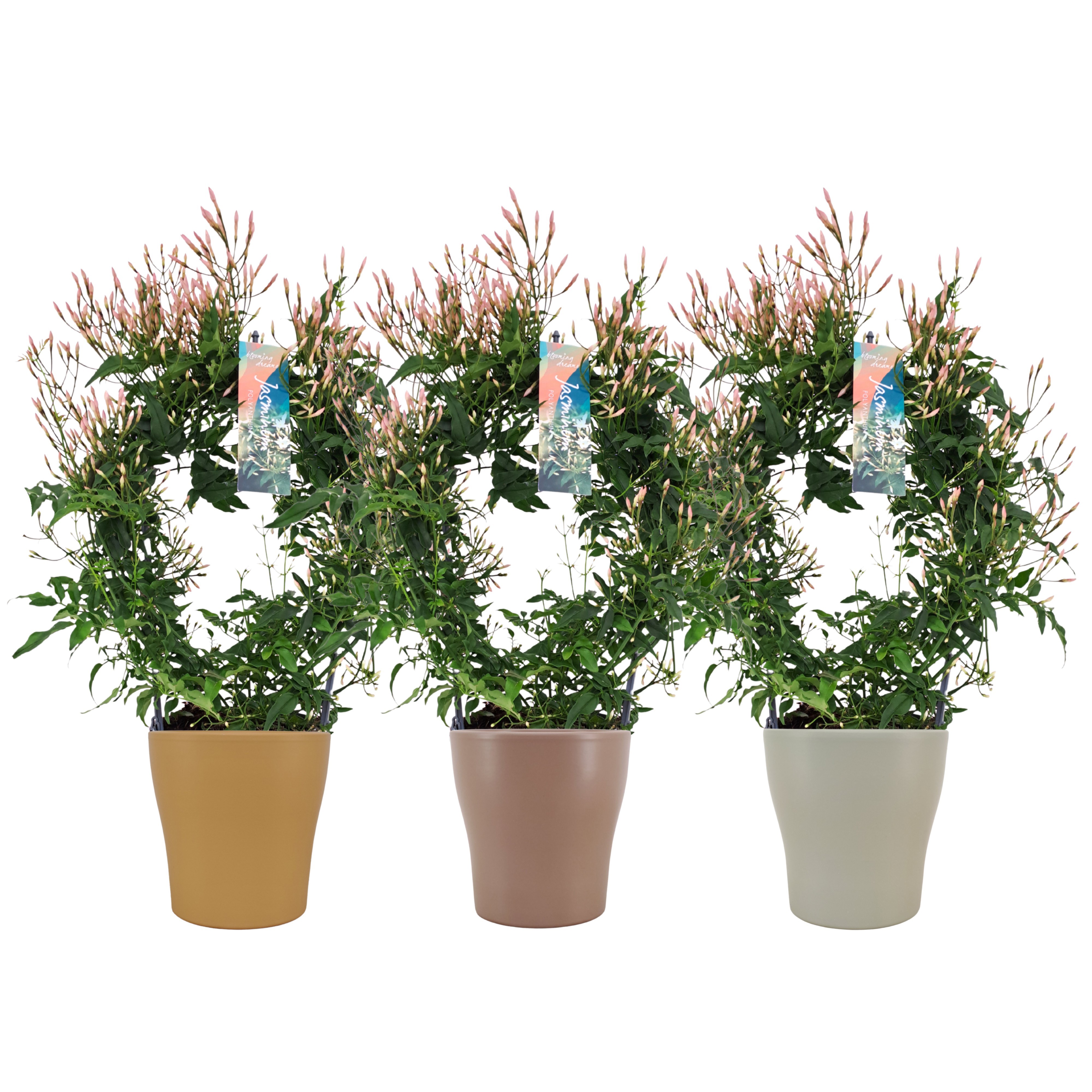 Jasminum boog keramiek najaar mix (Jasmijn)