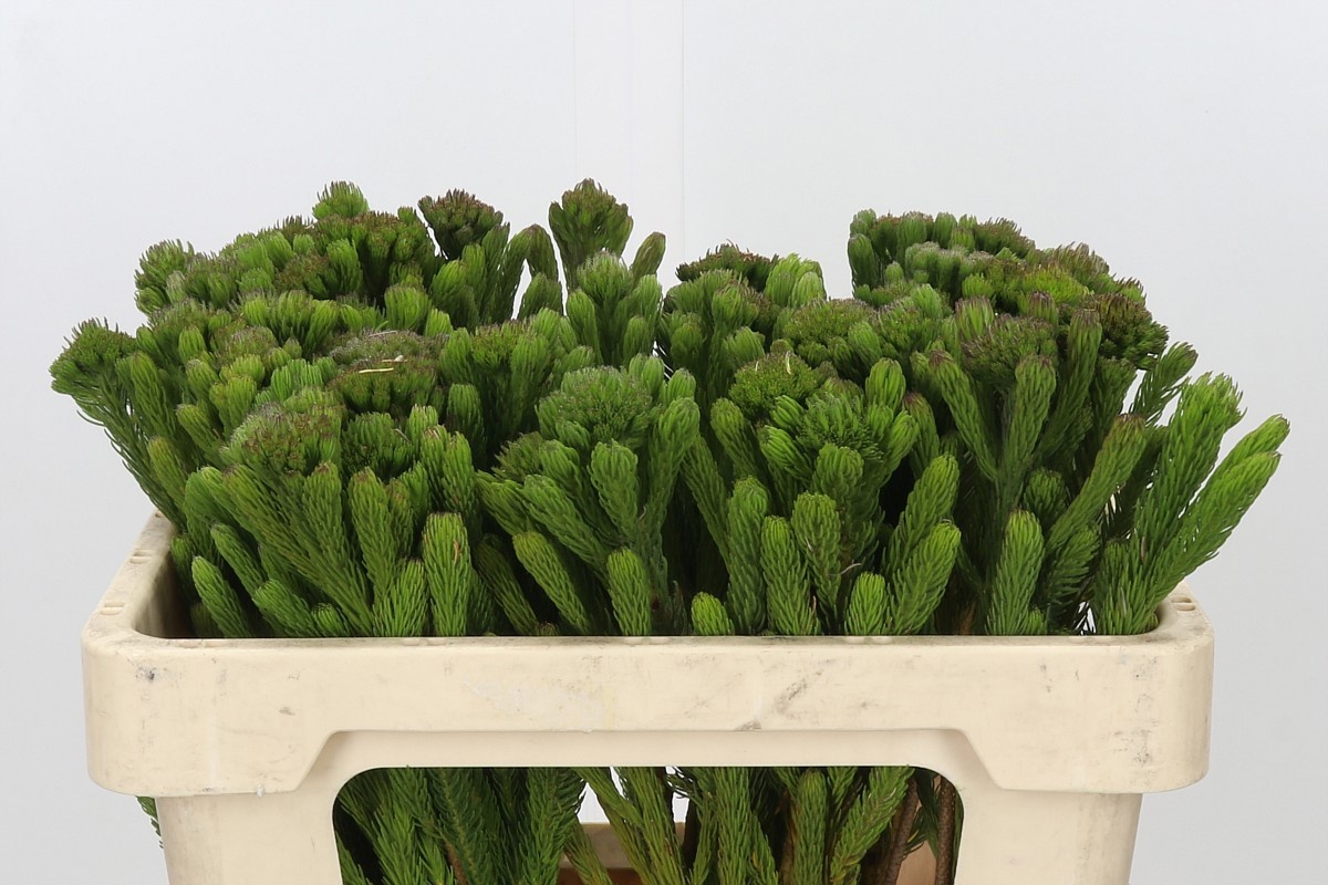 Brun Albiflora