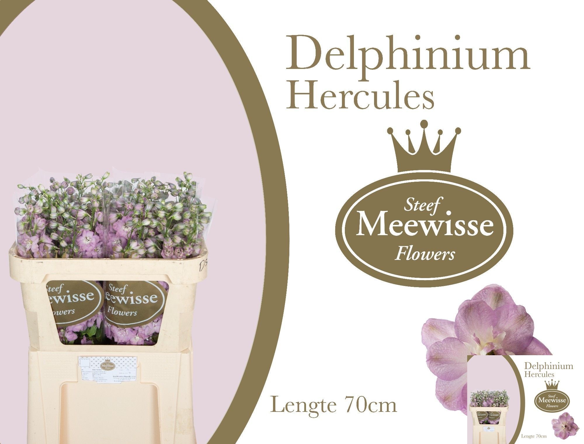 Delph El Dew Hercule