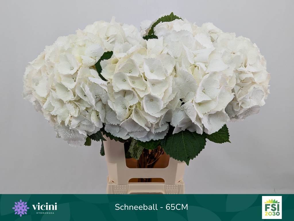 Hydr M Schneeball
