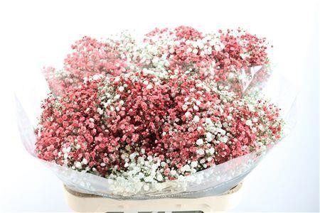 Gypsophila Painted 80cm 40gram
