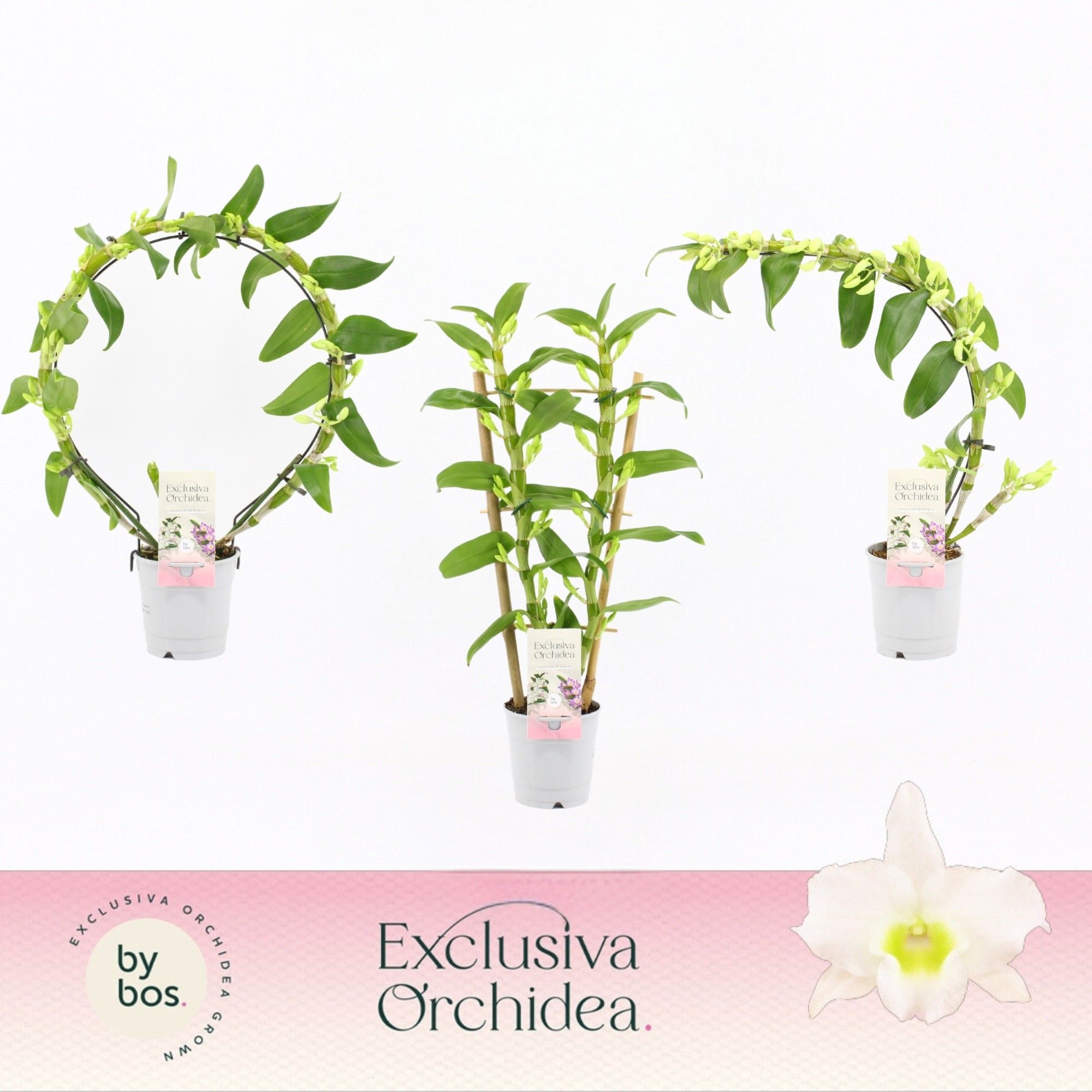 Dendrobium Star Class Apollon 12Ø 45cm 2st