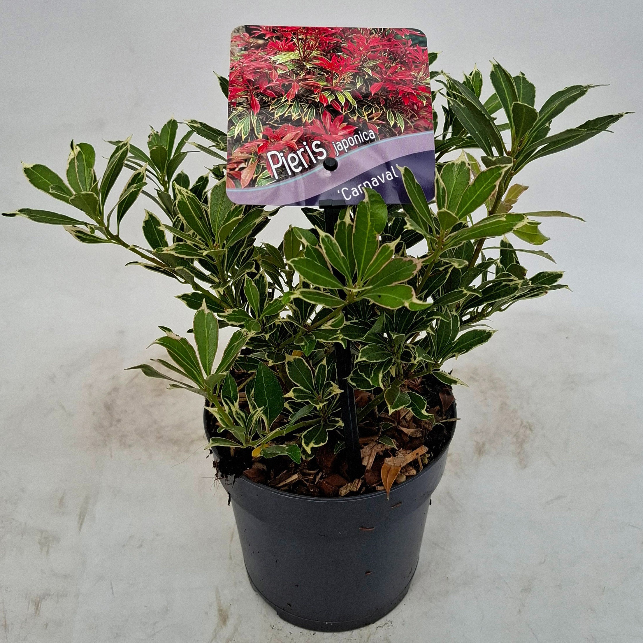 Picture of Pieris japonica 'Carnaval'