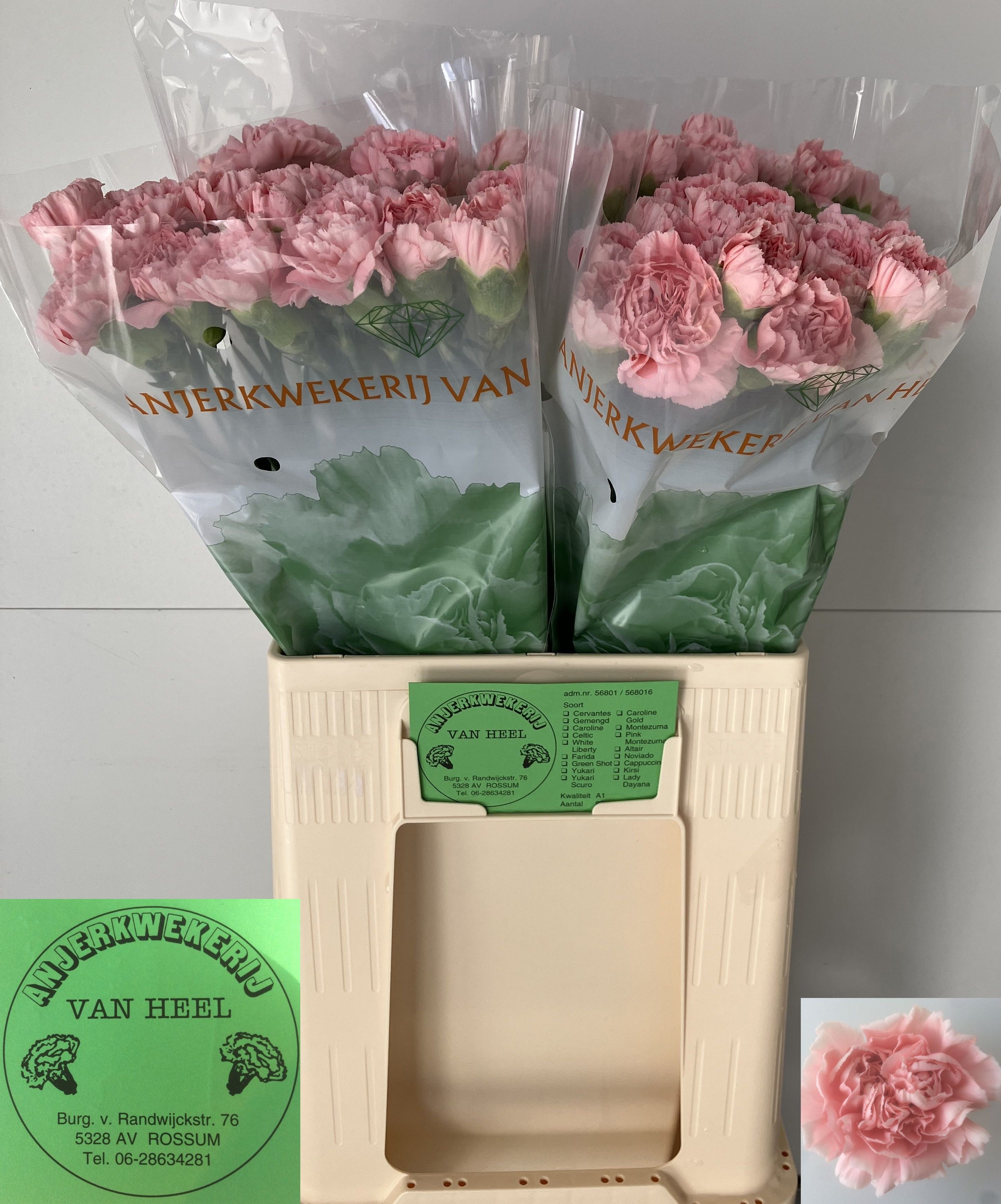 Dianthus St Pink Montezuma 60cm