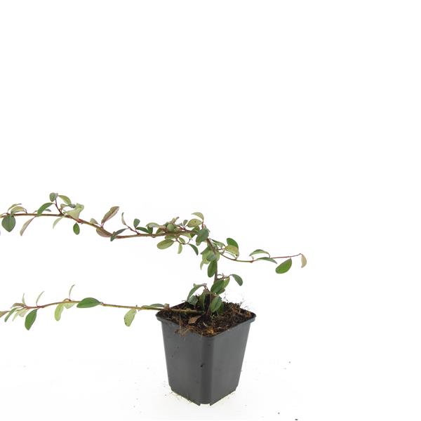 Picture of Cotoneaster dammeri P9