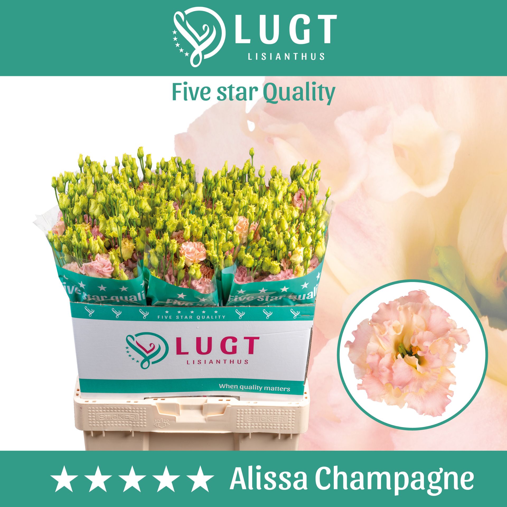 Eus G Alissa Champag