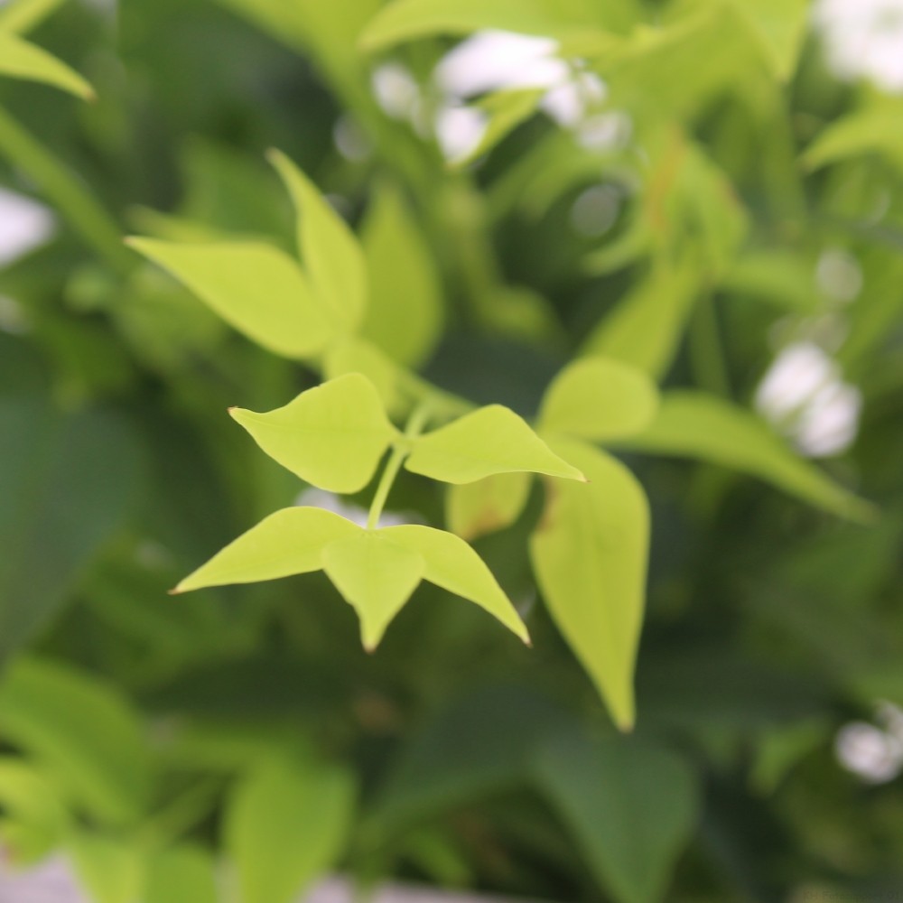 Picture of Nandina domestica 'Lemon and Lime'