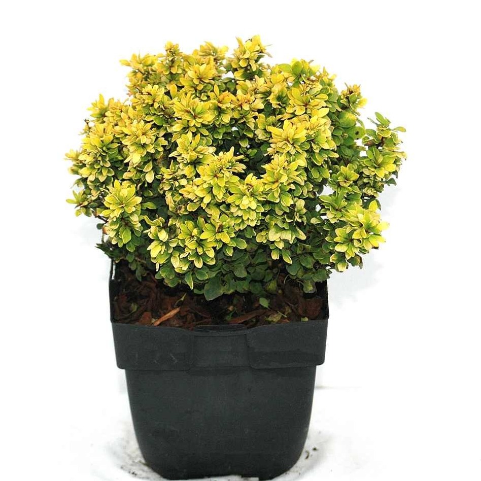 Picture of Berberis thunbergii 'Tiny Gold®' P17