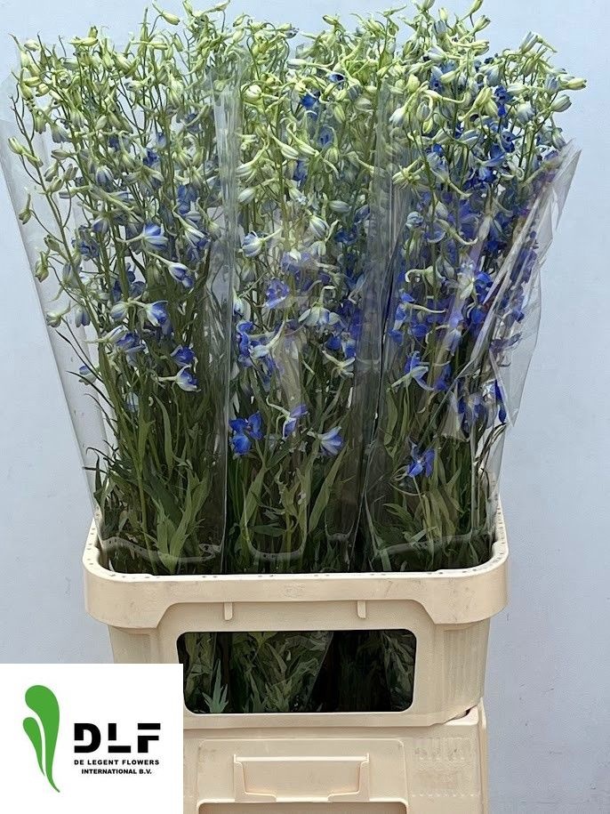 Delphinium Volkenrfrieden 100cm
