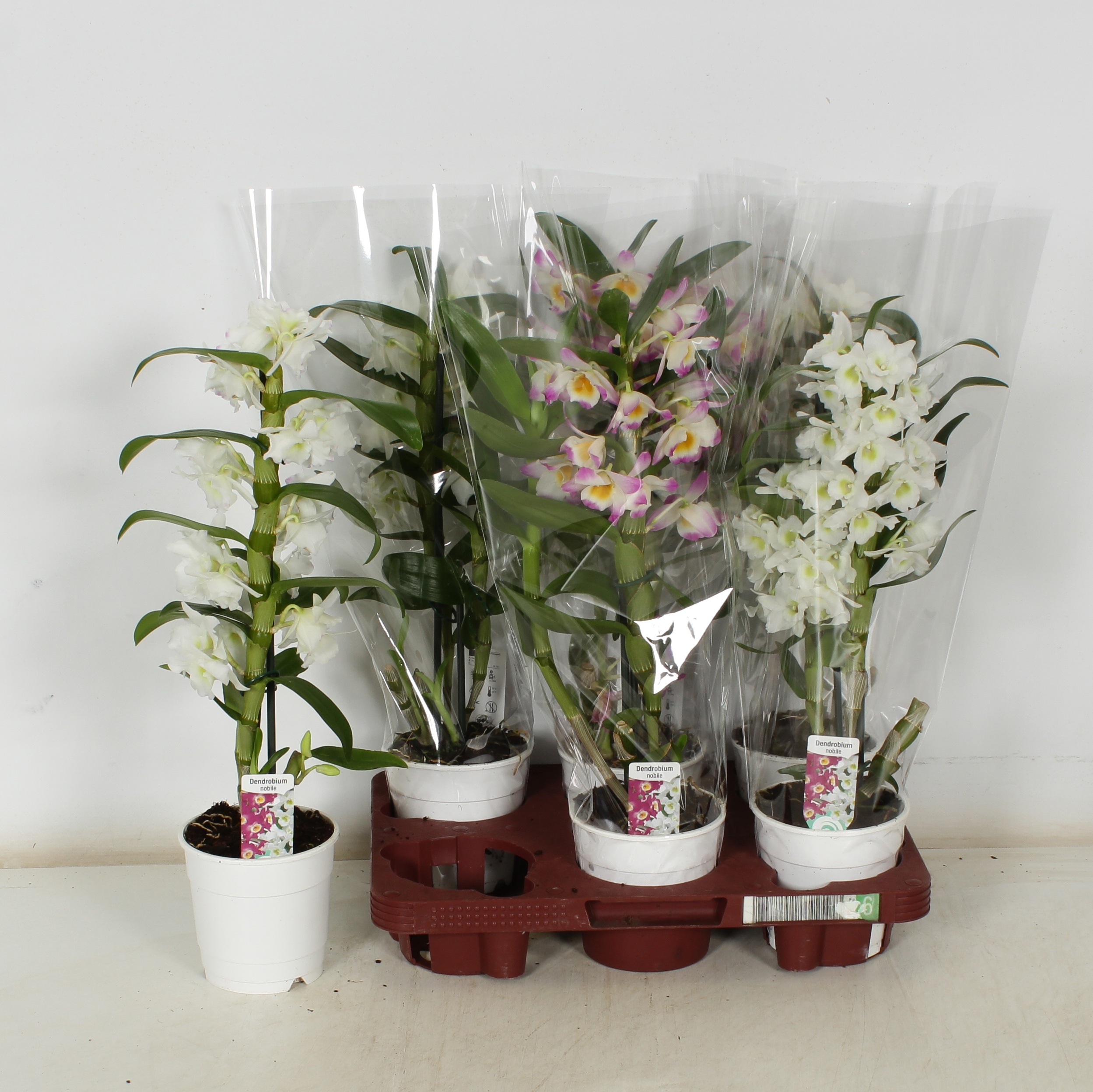 Dendr N Gem 12Ø 50cm
