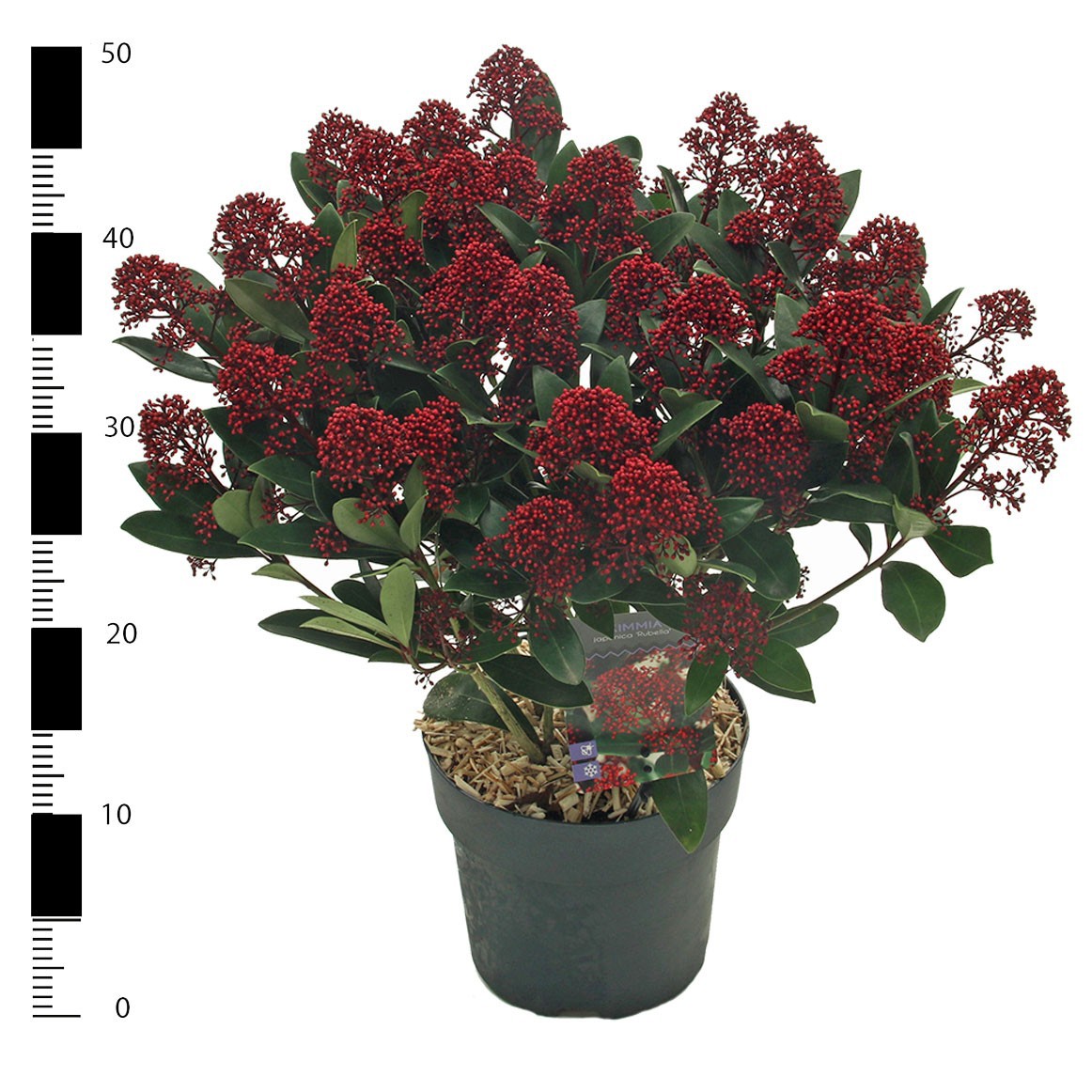 Picture of Skimmia jap. 'Rubella'