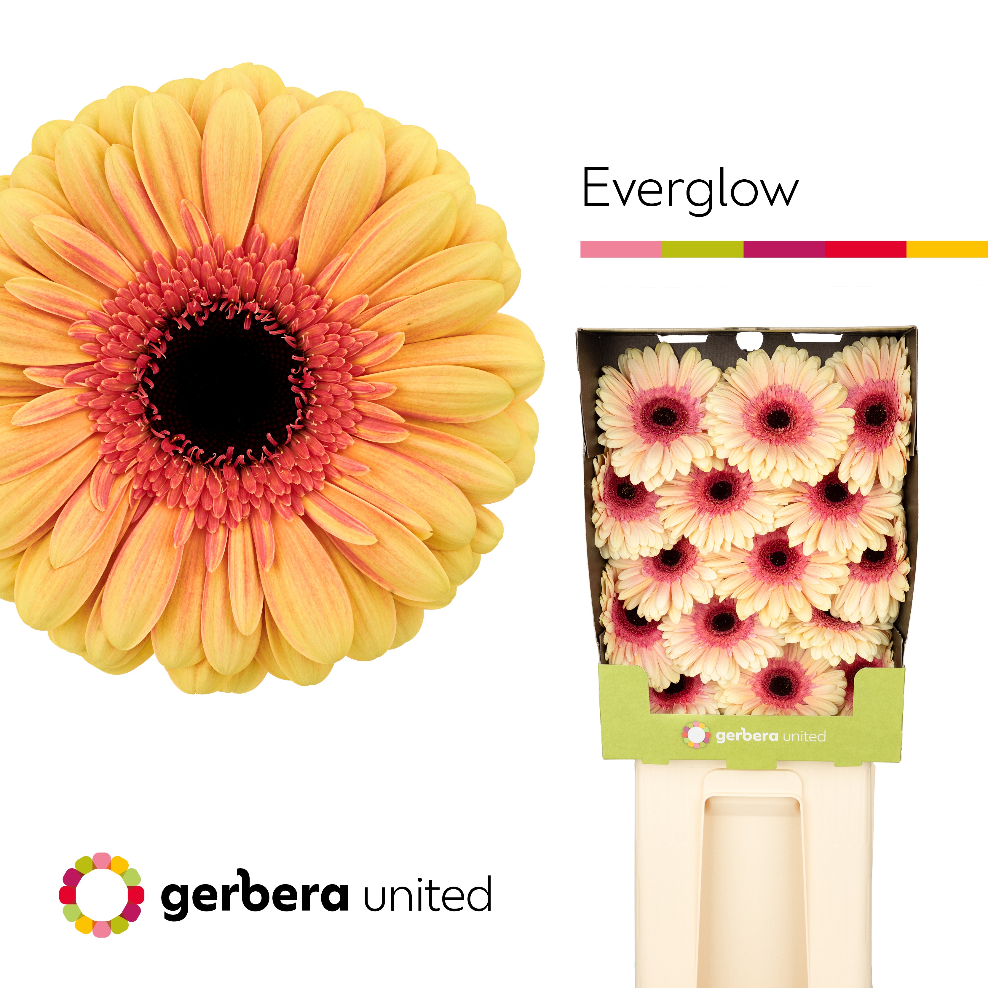 Gerbera Ge Gr Everglow Diamond