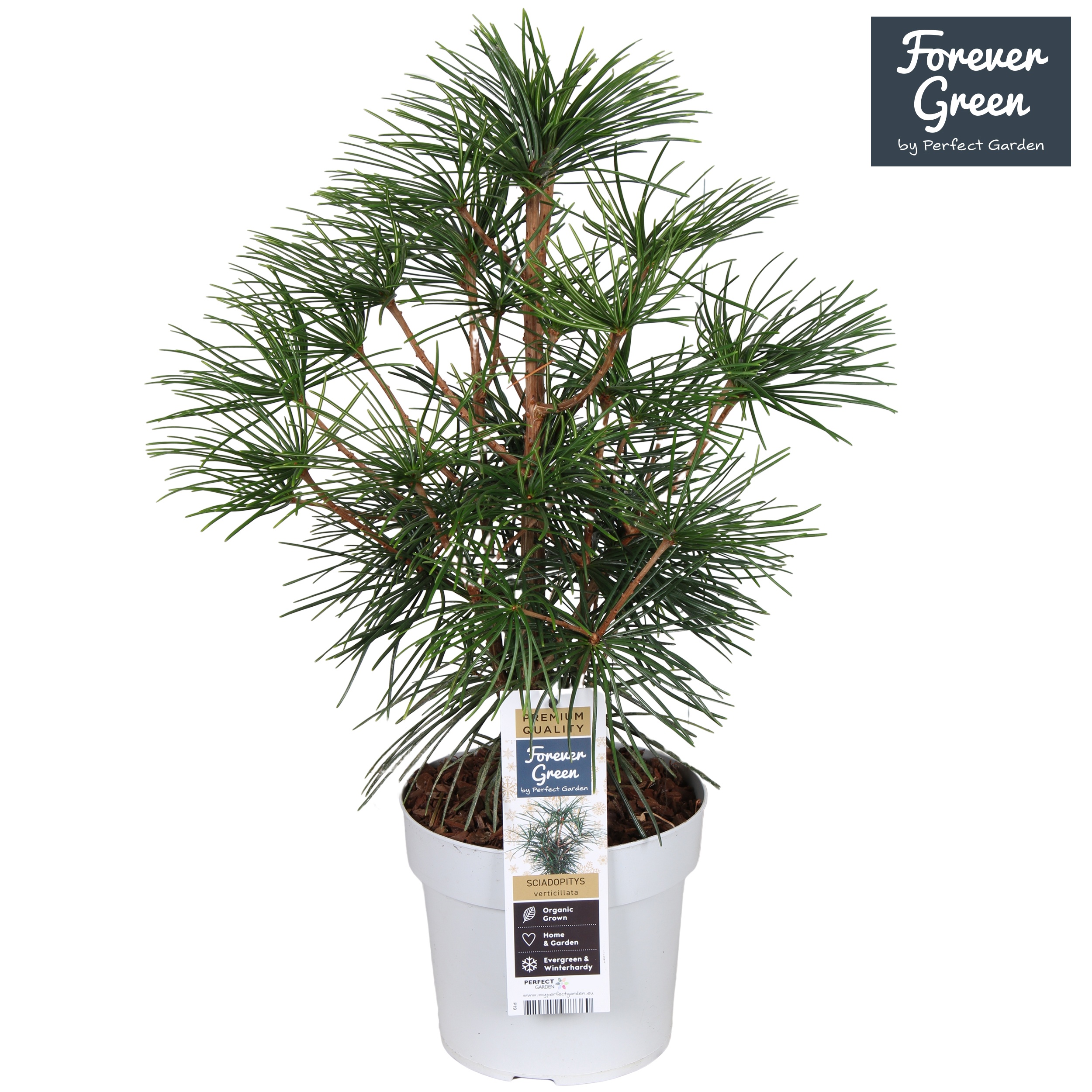 Sciadopitys verticillata