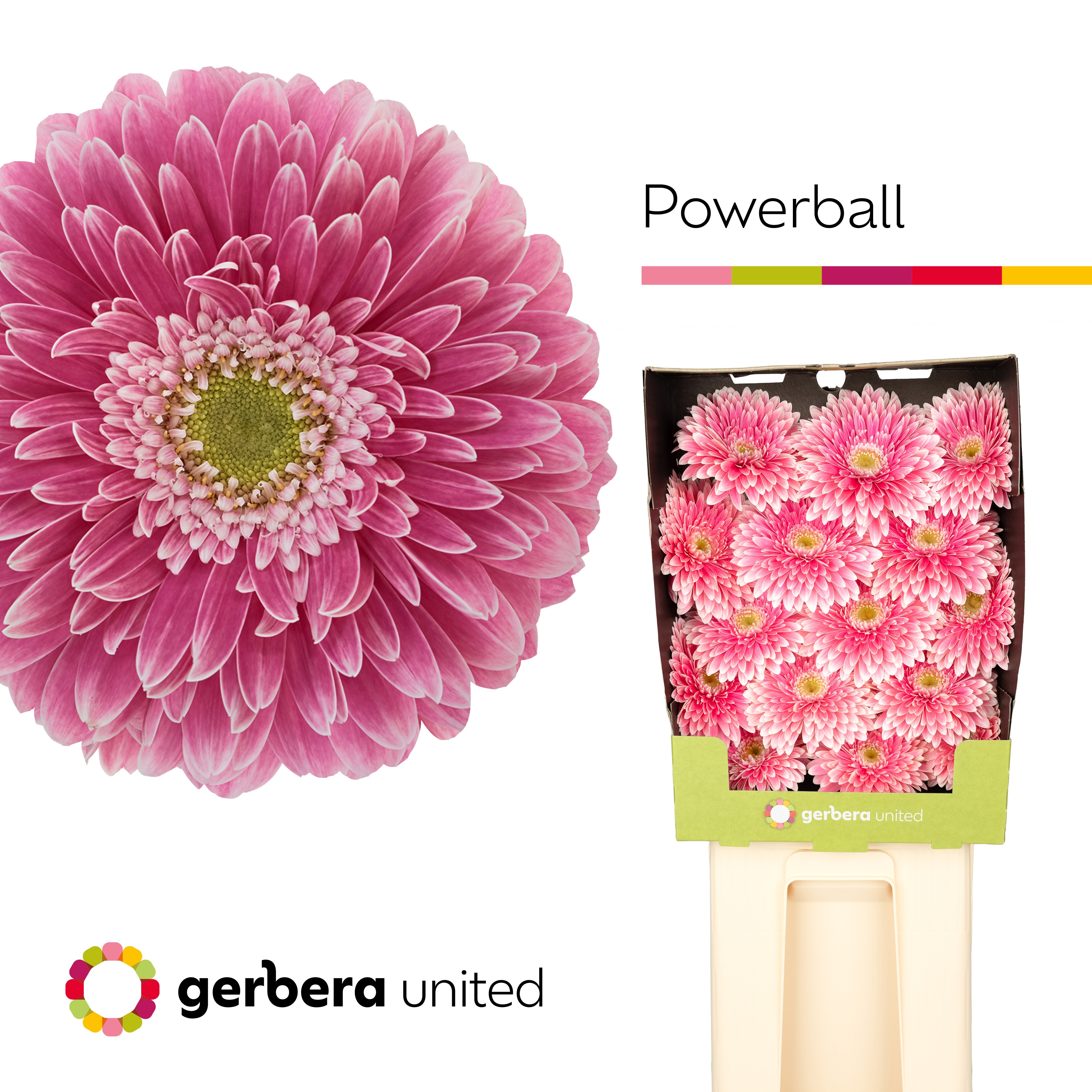 Ge Gb Pom Power Ball