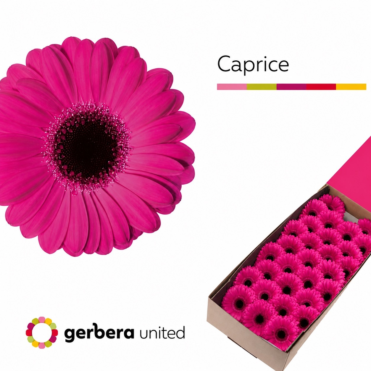 Gerbera Mini Black Center Caprice 45cm 7cm Hd